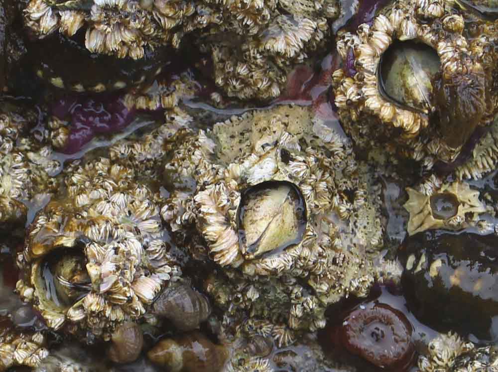 Giant acorn barnacle (Balanus nubilus)