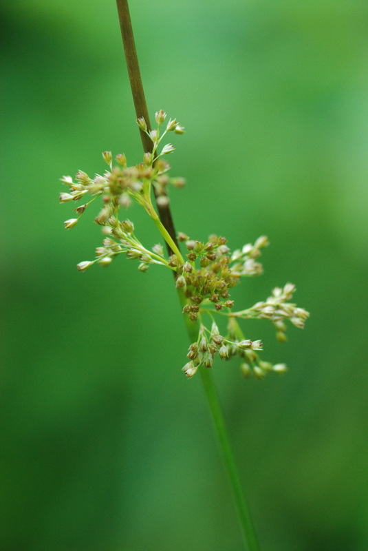 Common rush (Juncus effusus)