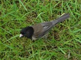 Dark-eyed junco (Junco hyemalis) 