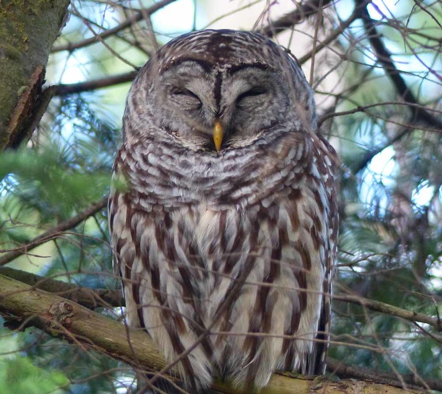 Barred owl ​(Strix variata)