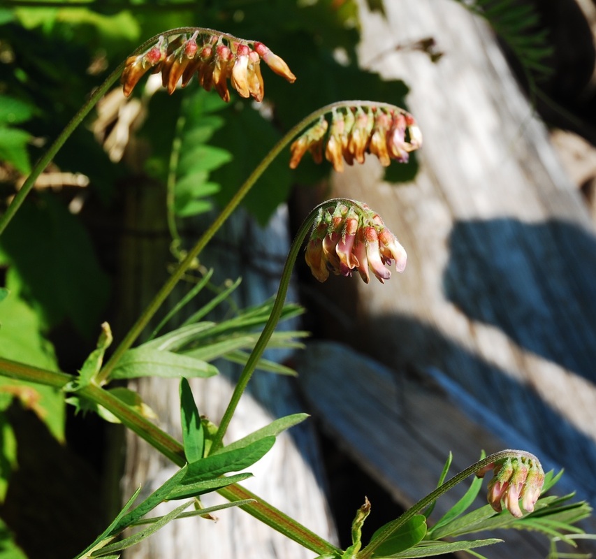 Giant vetch (Vicia nigricans ssp. gigantea)