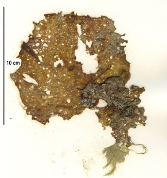 Constantinea subulifera