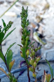 American searocket  (Cakile edentula)