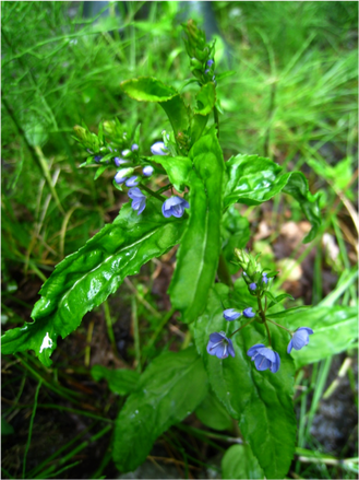American Brooklime Veronica Americana