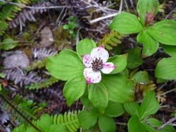 Bunchberry  (Cornus canadensis)