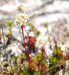Partridgefoot (Luetkea pectinata)
