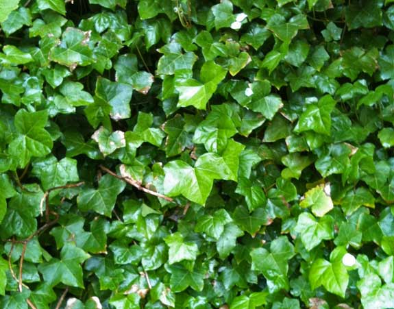 English ivy (Hedera helix)