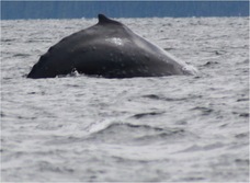 Humpback whale (Megaptera novaeangliae)