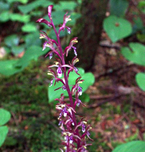 Western coralroot (Corallorhiza mertensiana)