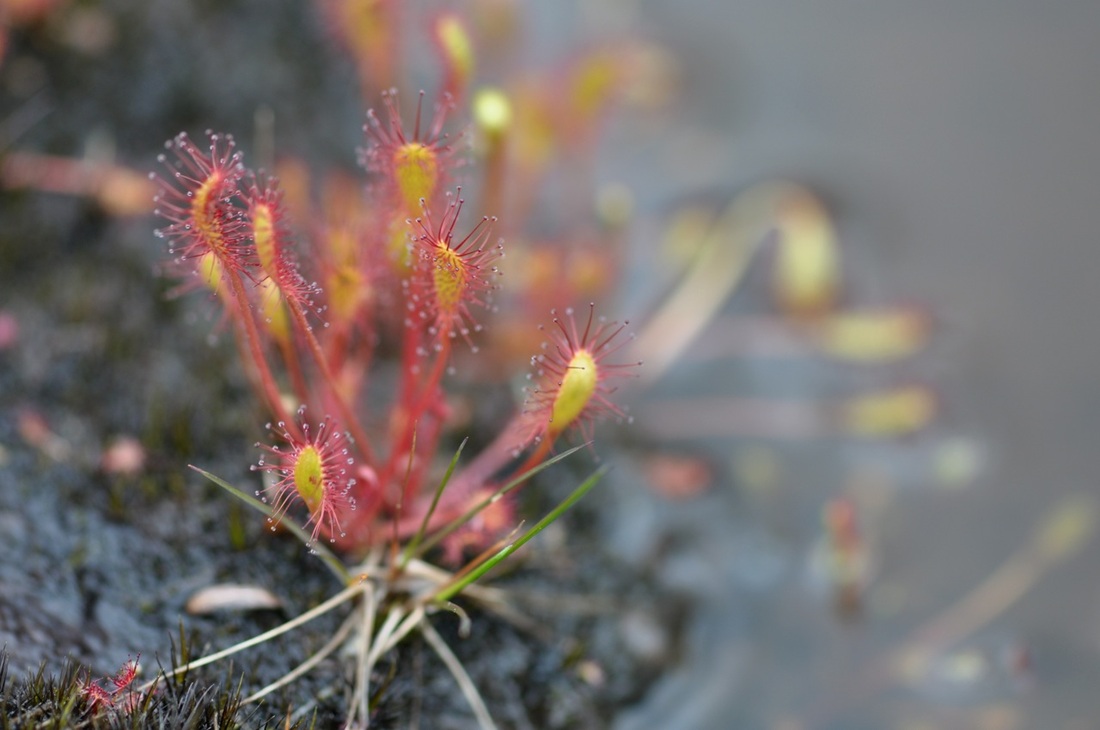 Great sundew (Drosera anglica)