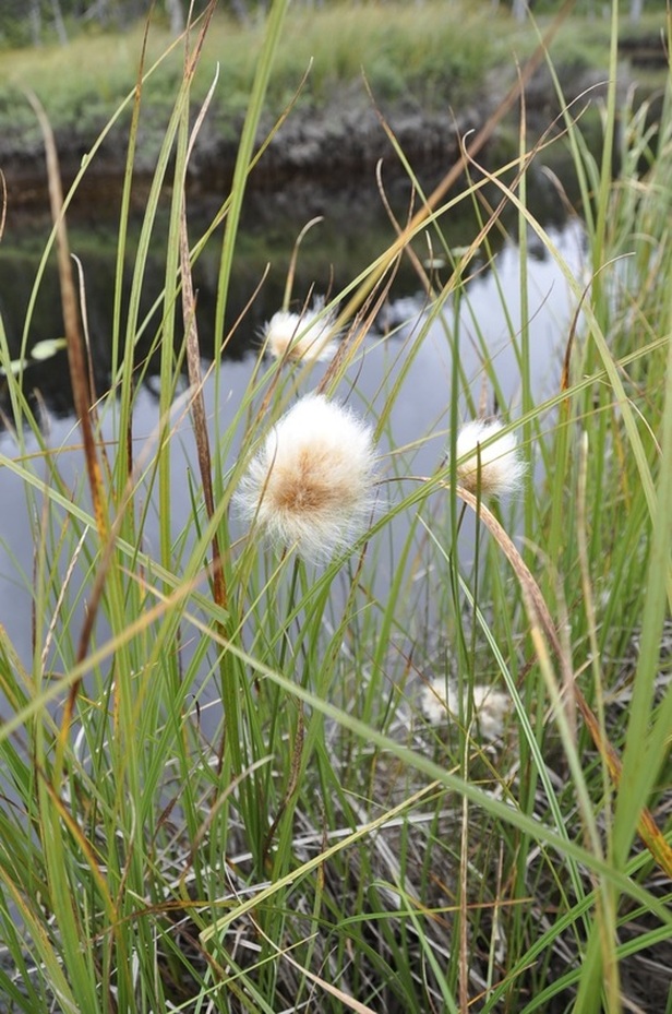 Chamisso’s cotton-grass (Eriophorum chamissonis)