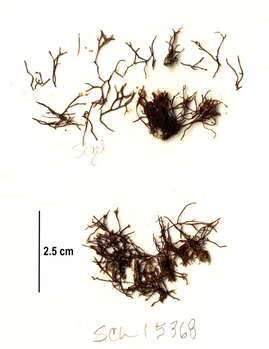 Ahnfeltia fastigiata