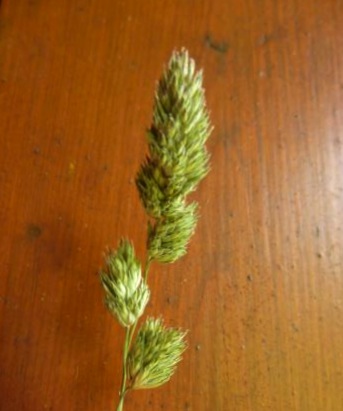 Orchard grass (Dactylis glomerata)