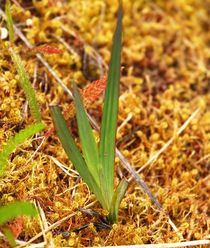 Shore blue-eyed grass (Sisyrinchium idahoense var. littorale)