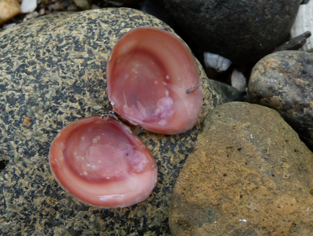 Baltic macoma (Macoma balthica)