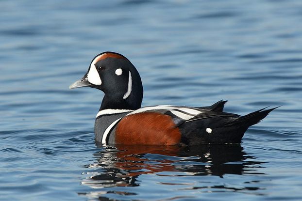 Harlequin duck (Histrionicus histrionicus)