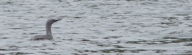 Red-throated loon (Gavia stellata)