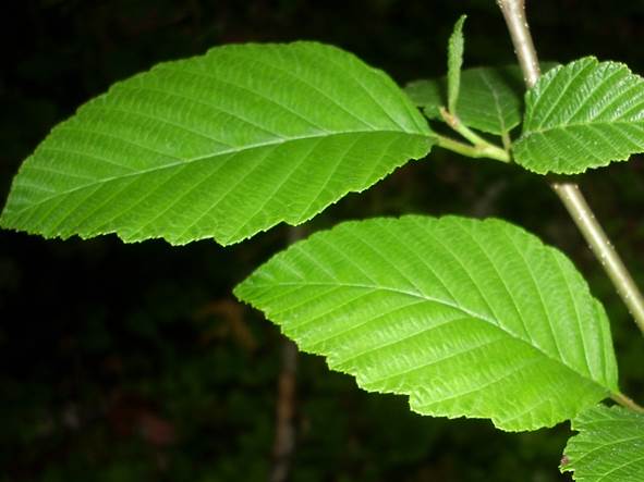 Sitka alder (Alnus viridis ssp. sinuata)