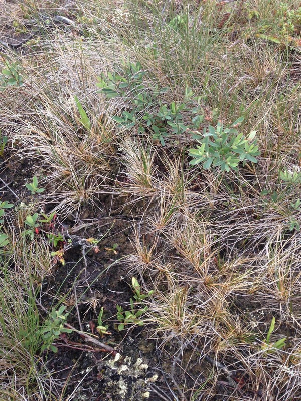 Tufted hairgrass (Deschampsia cespitosa)