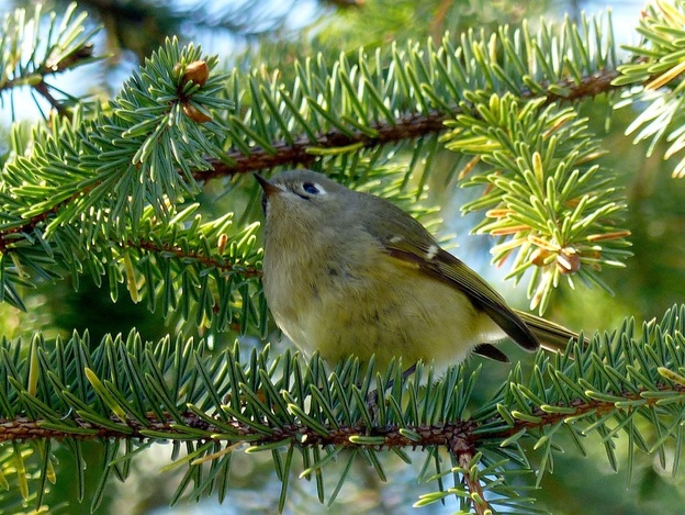 Ruby-crowned kinglet (Regulus calendula)