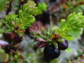Crowberry (Empetrum nigrum)