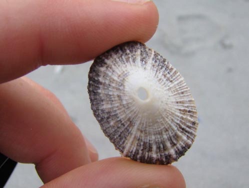 Rough keyhole limpet (Diodora aspera)