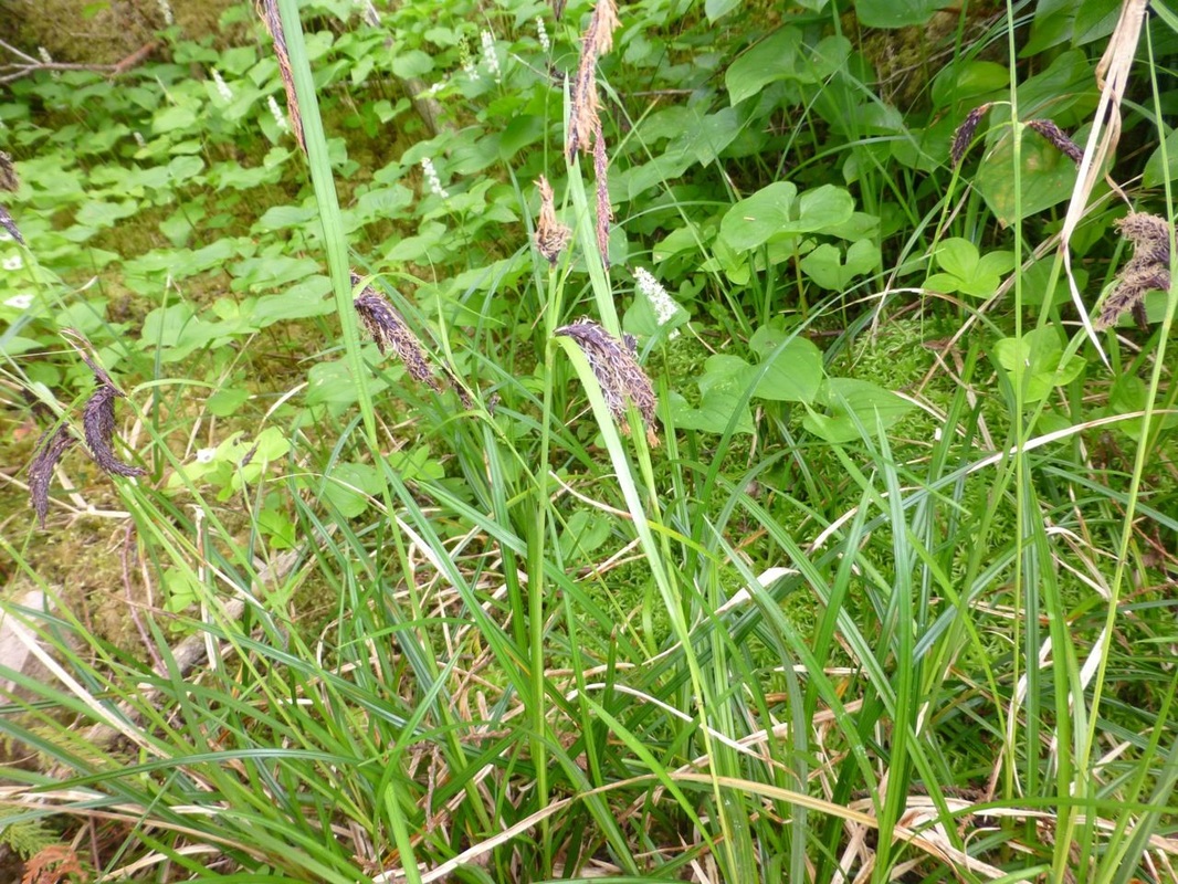 Slough sedge (Carex obnupta)