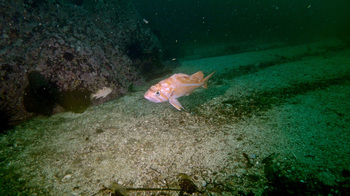 Canary rockfish (Sebastes pinniger)