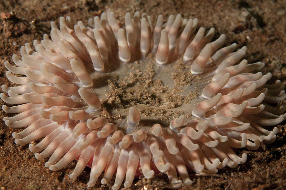Stubby rose anemone (Urticina clandestina)