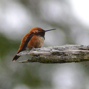 Rufous hummingbird  (Selasphorus rufus)