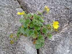 Villous cinquefoil (Potentilla villosa)