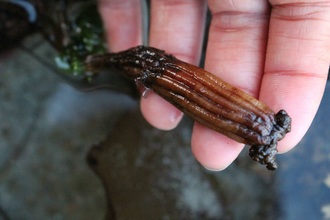 Monterey stalked tunicate (Styela montereyensis)