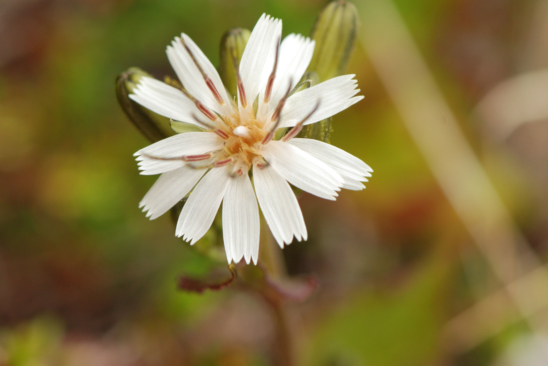 Western rattlesnake-root (Prenanthes alata)