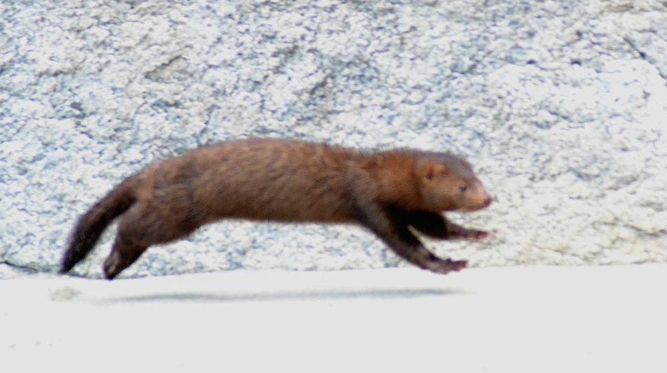 American mink (Neovison vison)