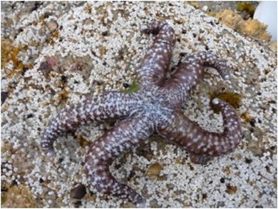 Mottled star (Evasterias troschelli)