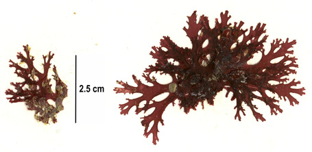 Callophyllis flabellulata