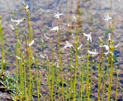 Water lobelia (Lobelia dortmanna)