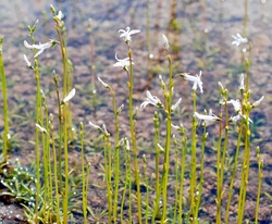 Water lobelia (Lobelia dortmanna)