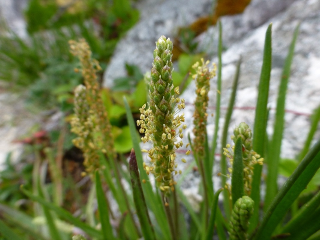 Seaside plantain (Plantago maritima subspecies juncoides)
