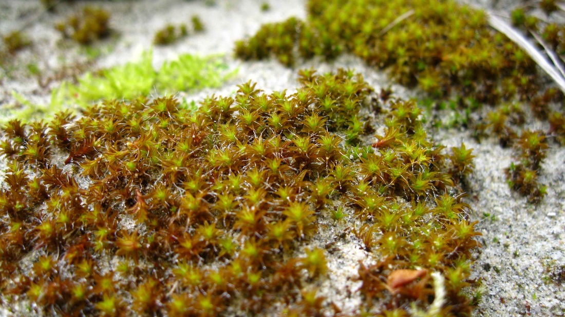 Sidewalk moss, hairy screw moss (Tortula ruralis)