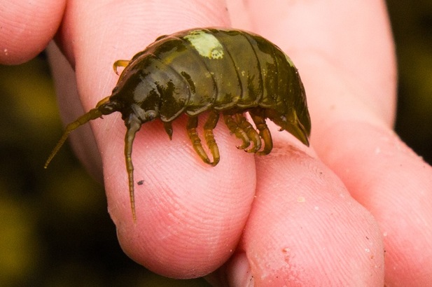 Kelp isopod (Idotea wosnesenskii)