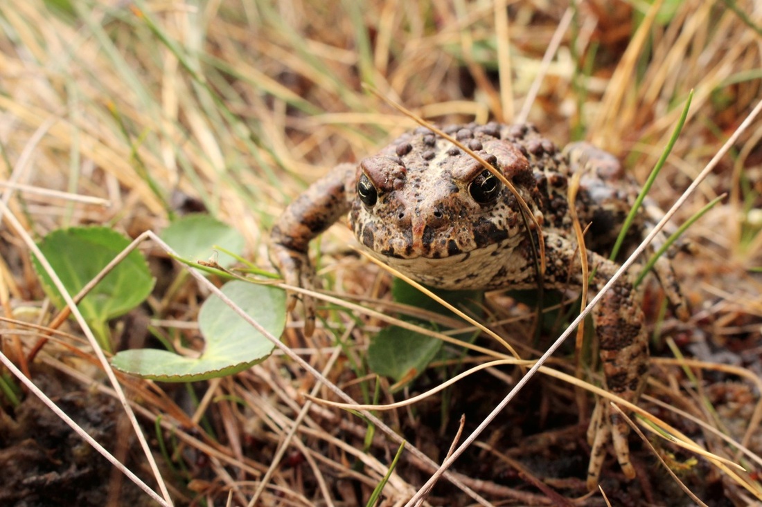Western toad (Anaxyrus boreas)