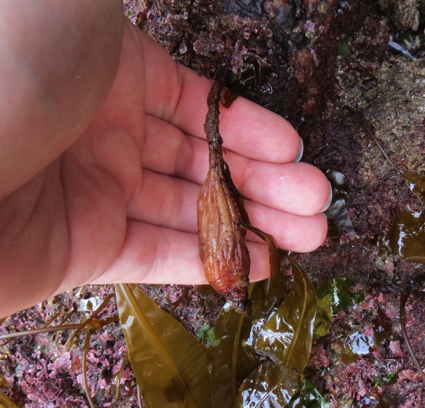 Monterey stalked tunicate (Styela montereyensis)