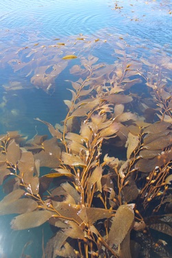 Giant perennial kelp (Macrocystis integrifolia)