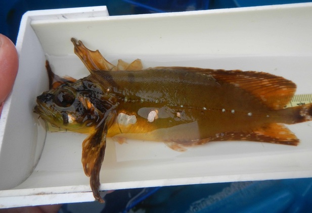 Silver-spotted sculpin (Blepsias cirrhosus)