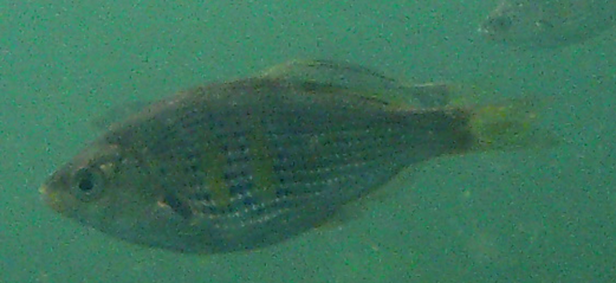 Shiner perch (Cymatogaster aggregata)