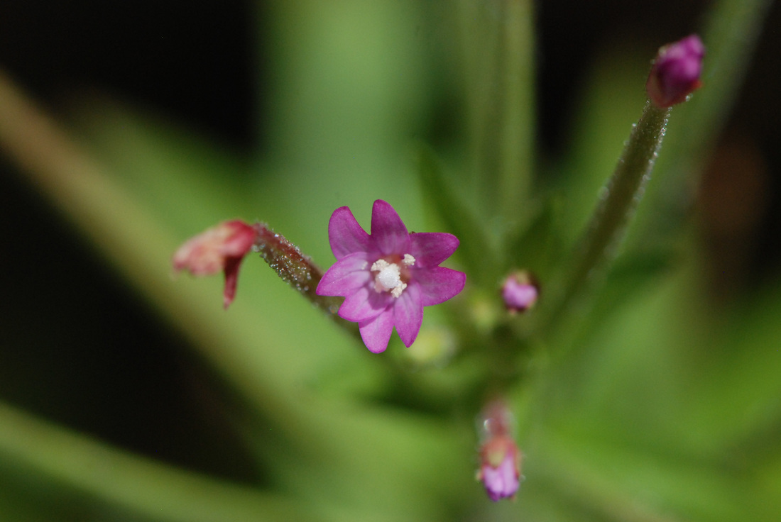 Purple-leaved willowherb, northern willow-herb (Epilobium ciliatum)