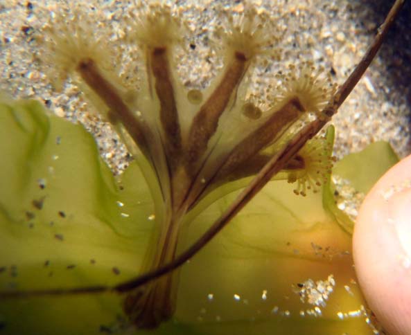 Oval-anchored stalked jelly (Haliclystus stejnegeri)