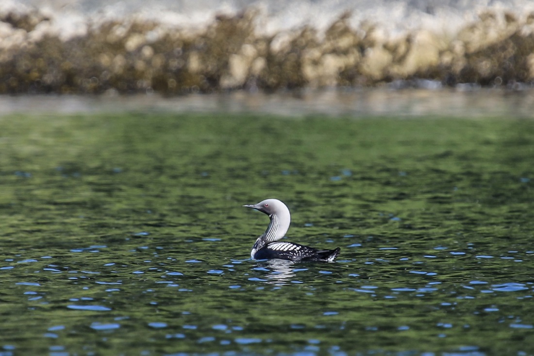 Pacific loon (Gavia pacifica)