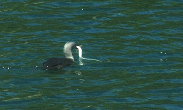 Red-throated loon (Gavia stellata)